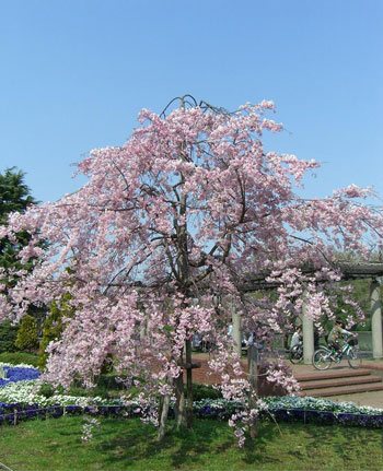 Sakura no Japão